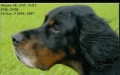 Pedigree WAYNE VOM EIXELBERG Pedigree WAYNE VOM EIXELBERG